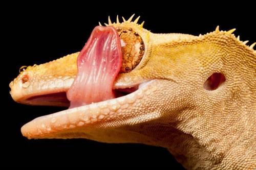 Doa ile hayvanlar aleminin en masum ve baklas kareleri...