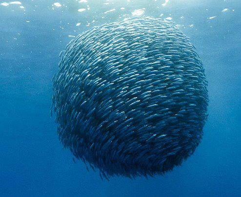 Doa ile hayvanlar aleminin en masum ve baklas kareleri...