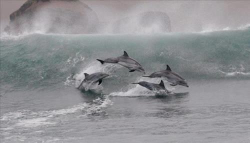 Doa ile hayvanlar aleminin en masum ve baklas kareleri...