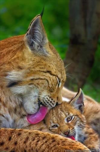 Doa ile hayvanlar aleminin en masum ve baklas kareleri...