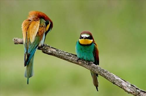 Doa ile hayvanlar aleminin en masum ve baklas kareleri...