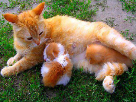 Doa ile hayvanlar aleminin en masum ve baklas kareleri...