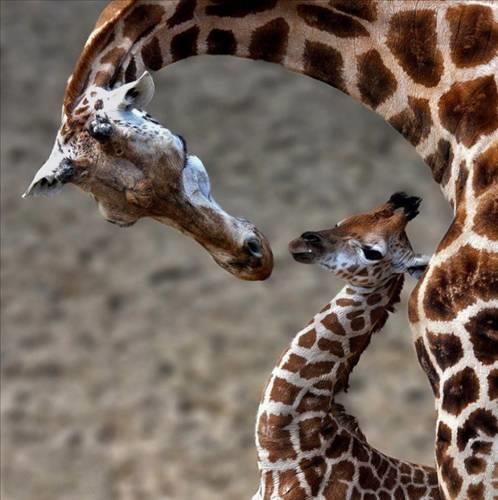 Doa ile hayvanlar aleminin en masum ve baklas kareleri...