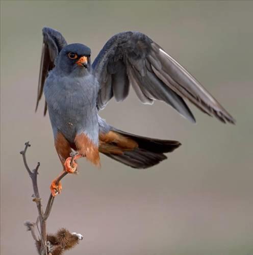 Doa ile hayvanlar aleminin en masum ve baklas kareleri...