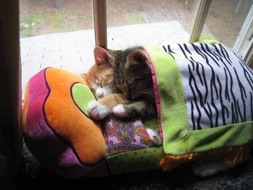 Doa ile hayvanlar aleminin en masum ve baklas kareleri...