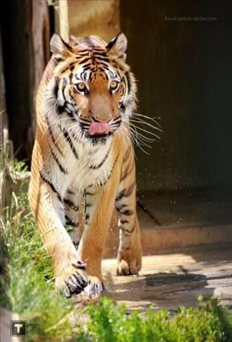 Doa ile hayvanlar aleminin en masum ve baklas kareleri...