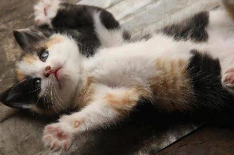 Doa ile hayvanlar aleminin en masum ve baklas kareleri...