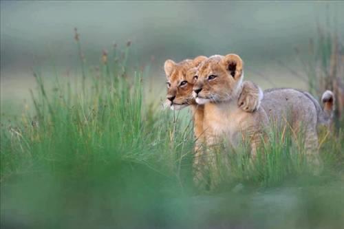 Doa ile hayvanlar aleminin en masum ve baklas kareleri...