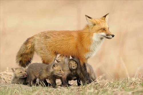 Doa ile hayvanlar aleminin en masum ve baklas kareleri...