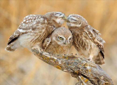 Doa ile hayvanlar aleminin en masum ve baklas kareleri...