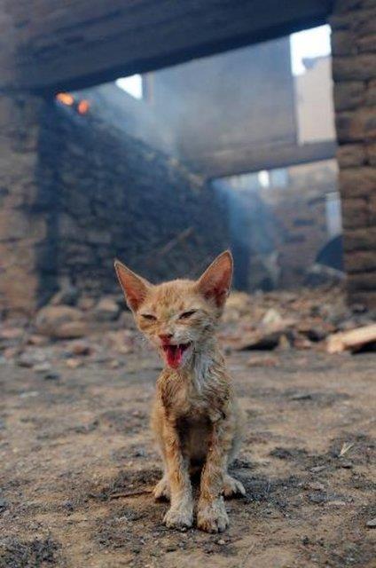 <p><b>VAKIFBANK-TFMD Yln Basn Fotoraflar 2008 Yln evre Fotoraf </b></p>  ner an ? Sabah Gazetesi   <p>Antalya'da orman yangn</p>