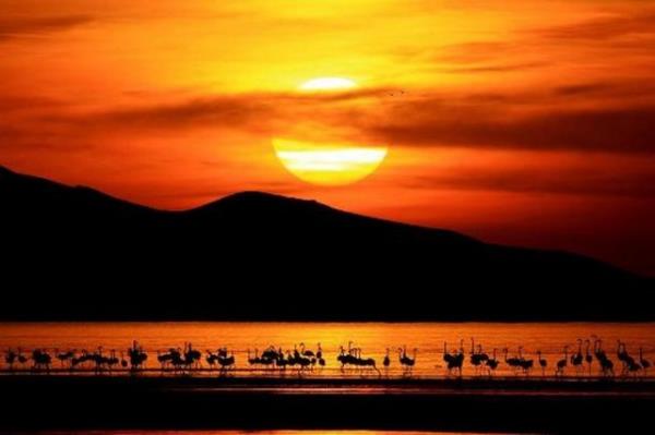 <p><b>VAKIFBANK-TFMD Yln Basn Fotoraflar 2012 VAKIFBANK zel dl </b></p>  Ali hsan ztrk / Anadolu Ajans   <p>Van Gl havzasndaki flamingolar.</p>