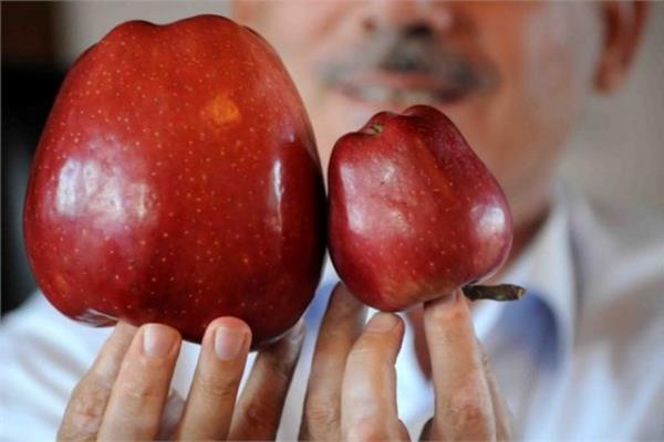 <p><b>Elma</b></p>  stanbullular 1 kilo elma iin 3,16 lira dyor.