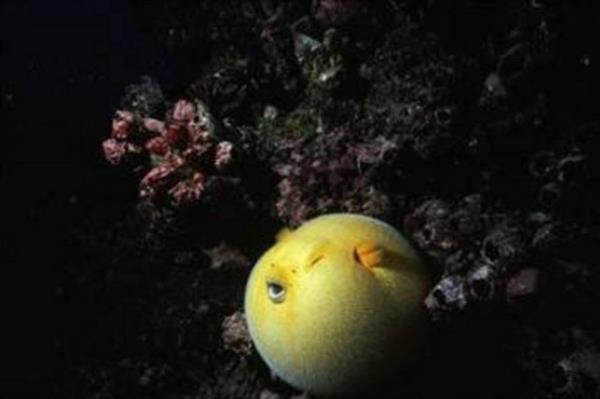 Balon bal yalnzca zel eitimli ve lisansl efler tarafndan piirilip hazrlanabilmektedir.