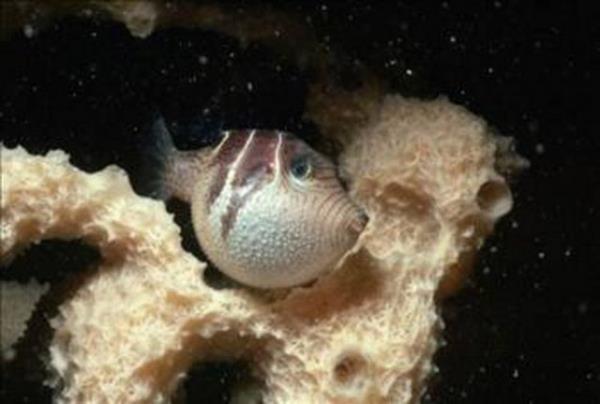 Durum byleyken bile uygunsuz hazrlanm balon bal yemek sebebiyle 1955 -1975 yllar arasnda 1,500'den fazla lm meydana gelmitir.