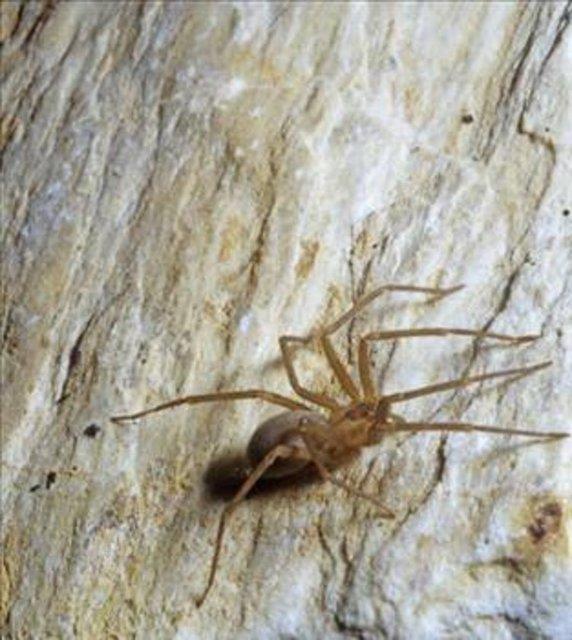 <p><b>Kei rmcei Zehri</b></p>  Kei rmcei, yaklak 1cm boyunda olmasna ramen dnyann en zehirli rmceklerinden biridir. Bu rmcek tarafndan srlan kii 8 saat hibir ey fark etmeyecektir, ancak sonrasnda acy hissedecektir.