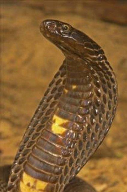 <p><b>Ylan Zehri</b></p>  Ylan srklarnn ne kadar zehirli olduu duruma gre deiir. Ylann cinsi, ne kadar zehir verdii ve srldktan sonra geen zaman faktrleri hesaba alnmaldr.