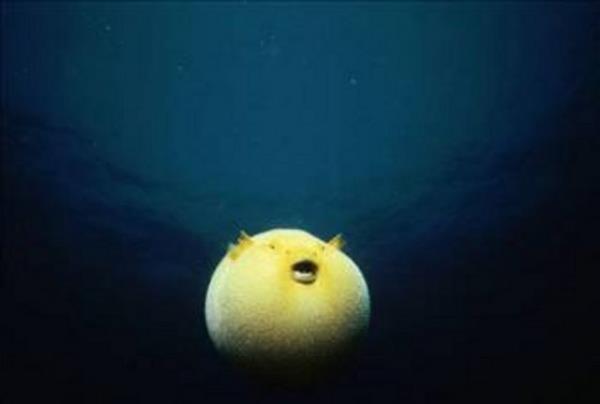 <p><b>Balon Bal</b></p>  Balon balnn zehri, yumurtalklarnda bulunan tetraodontoxindir. Yabanc mufaklarda yenen bu balk iin uzmanlar i organlar aykland takdirde zararsz olduunu sylyor.