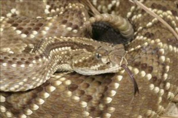 Ylan srnn belirtileri arasnda ime, organ yetmezlii, gz, burun ve di eti kanamas vardr. artc olan, ylan sr kurbanlarnn 3/4'nden fazlasnn beyaz erkekler olmasdr.