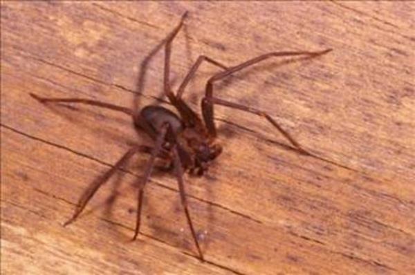 Tp olanaklar sayesinde lm vakalarna gnmzde ender rastlanr. Semptomlar arasnda kusma, ciltte kabarma, hezeyan ve doku rmesi bulunmaktadr.