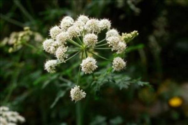 Su baldrannn en fazla zehir barndran ksm kkdr. Bir srk almak yetikin bir insan ldrebilir. Su baldran kaslarn istem d iddetli hareket etmesine ve lme yol aar.