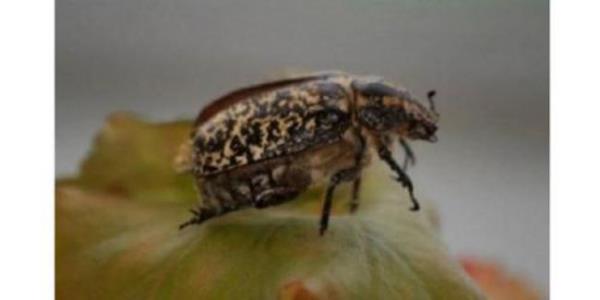 Sinek yutup sinek ilac ieriz!