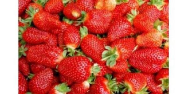 ilek toplamaya gidip yaban hayvan sanlarak vurulabiliriz!