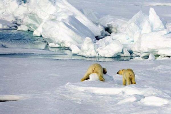 <p><b>"Kutuplardaki Buzlar Erirse Ne Olur?"</b></p>   Yeryznde 37 milyon metrekp hacminde buz tabakas vardr. Ky ekilleri ve ykselti ortalamalar gz nne alndnda, dnya zerindeki buz tabakalarnn tm erirse deniz seviyesinde yaklak 60 metrelik bir ykselme olaca tahmin edilmektedir. Bu da; zellikle Kuzey Avrupa da geni bir blgenin; Kuzey Fransa, Kuzey Almanya, Kuzey Polonya ile Hollanda ve Belika'nn; ayrca skandinav ve Baltk lkelerinin byk bir blmnn sular altnda kalmas demektir.