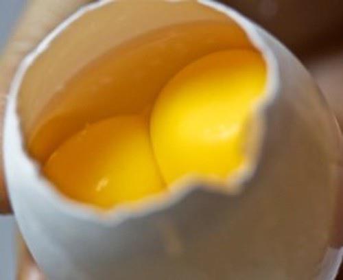 <p><b>"ift sarl yumurtadan ift civciv kar m?"</b></p>   ift sarl bir yumurtada yavru geliimi meydana gelse de yavrulardan biri yaam savanda dierini yener. Ancak genellikle iki yavru da henz yumurtadan kmadan yaamlarn yitirir.