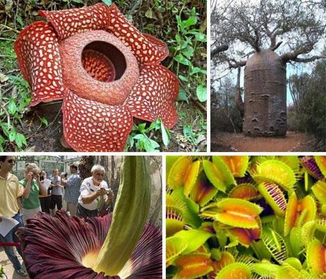 <p><b>"Bitkiler yallk nedeniyle lr m?"</b></p>   Baz bitkiler iyi bakldnda sonsuza kadar yaayabiliyor. Ancak mevsimlik bitkilerin mr ksa olur.