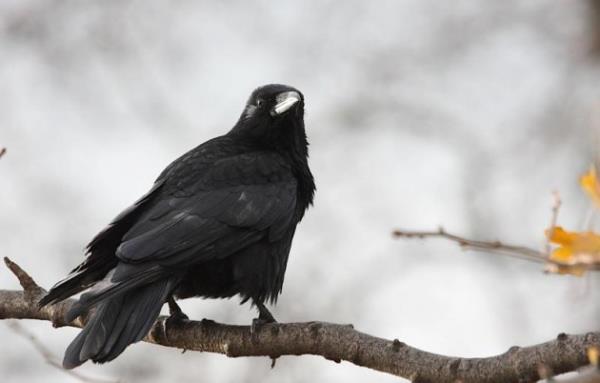 <p><b>"Kargalar 200 yl yaar m?"</b></p>   Doada vahi olarak yaayan kargalar en fazla 13-14 yl kadar yaar. Esaret altndaysa 40 yldan fazla yaayabilirler. ngiltere'den verilen bir kayda gre kargalardan bir tanesi 80 yl kadar yaam. Bilindii gibi kular esaret altnda iyi baklrlarsa normal yaamlarnda ok daha fazla yaayabiliyorlar. Doada koullar her zaman daha zordur.