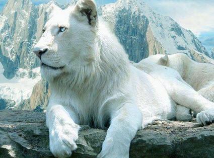 D�nyada sadece 30 tane beyaz aslan ya��yor ve hepsi de koruma alt�nda.