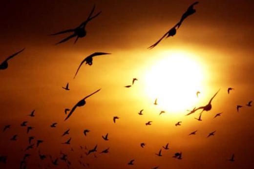 Bulundu�unuz yerde ku�lar u�u� y�ksekli�ini azaltt�ysa �iddetli so�uk veya f�rt�na yak�n demektir.