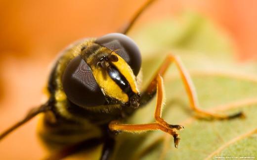 Bir ar� taraf�ndan �ld�r�lme ihtimaliniz �r�mcek ya da y�lan taraf�ndan �ld�r�lme ihtimalinizden daha fazlad�r.