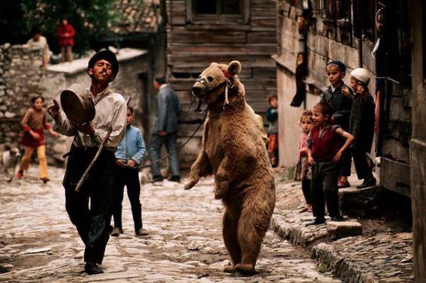 <p><b>AYI OYNATICILAR: </b></p>  ingenelerin tekelindeki bu meslek grubunda ekip, elinde tef ve uzunca bir sopa olan kavruk bir ingene ile, beline sard zincirin ucu, burnuna geirilen halkaya taklm bir aydan olumaktayd. Daha ok turistik yerler ve sokak aralarnda boy gsteren bu ikili ekibin gsterisi, tefi dokuz-sekizlik aksak bir ritmle alarak ark syleyen ingenenin, arada bir elindeki sopayla ayy drtmesinden sonra hayvann tempoya uygun hareketlerle zplamas, sopaya tutunarak iki ayann zerinde dikilmesi ve bazen de yere yatarak baylma numaras yapmasndan oluan ilgin bir ovdan ibaretti. En ok tutulan gsteri ise; "Kocaolan, hamamda karlar nasl baylr?" sorusunun ardndan aynn baylma numaras yapmasyd. Gsteri bitince ingene kasketini kararak, etraflarnda halka olan seyircilerden bahi toplard. 1980`lerde ay oynatmak kesinlikle yasakland. Hayvanlar toplanarak, Uluda`da oluturulan ay yetitirme ve rehabilitasyon merkezine gtrldler.