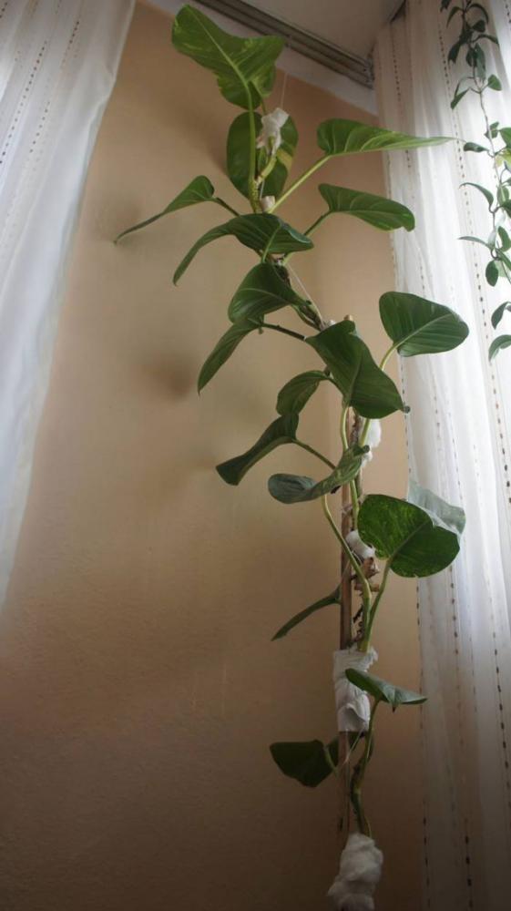 <p><b>MSAFR ODASI SARMAIKLARI:</b></p>  Evlerin oturma odalarnda, evin hanm tarafndan, dallar pencere altlarn, pervaz kenarlarn, kirileri, ksaca mekn epeevre dolaan sarmaklar yetitirilirdi. Heybetli ve gsterili bir saksdan beslenen yeil dallarna, kem gzl misafir kadnlardan korumas maksadyla, belli aralklarla nazarlklar da aslrd. Odann peyzajna yeil rengi ve doal grnmyle pozitif katkda bulunan bu sarmaklarn yzlerce yaprana konan tozlarn teker teker silinmesi ev kadnlarn isyan ettirdiinden olsa gerek, zamanla bu moda yok oldu ve kk boy ieklere geri dnld.