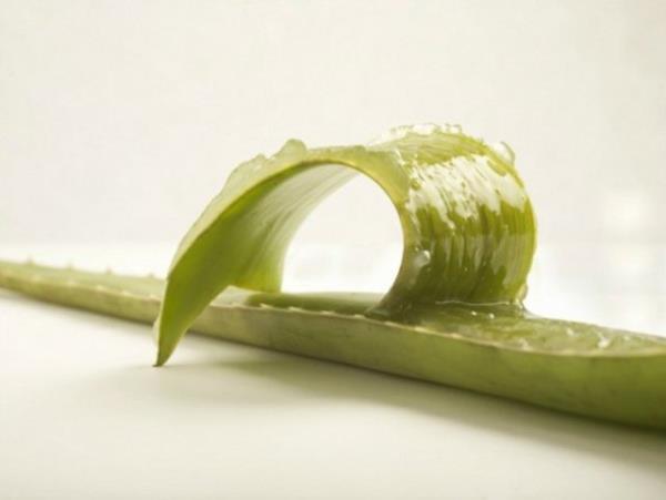 Aloe Vera (Meksika) - Vcuttaki deri sorunlarna kar birebir zm olarak kullanlyor