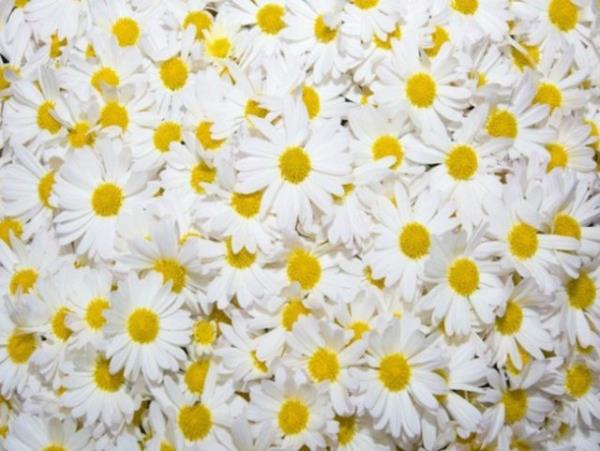 Papatya (Almanya) - Vcuttaki ilik ve karn arlar iin kullanlyor