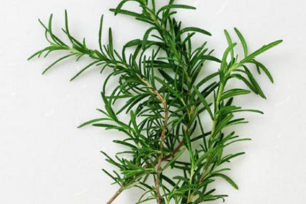 Biberiye Antioksidandr.