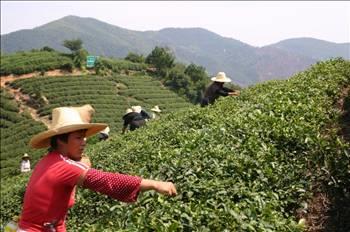 in ylda 1,166 bin ton ay retiyor. En fazla ay tketen lke de yine inliler. (828 bin ton.) ngiltere, ay konusunda altnc srada, 131 bin ton tketiyor.