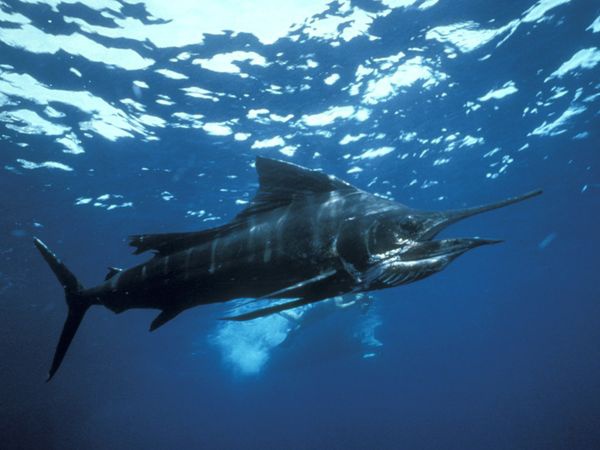 <p><b>En hzl balk</b></p>  Yelken bal, okyanuslarn grece scak blgelerinde yaarlar. Maviyle gri aras bir renge sahip olan bu baln, yelken olarak da bilinen, sertleebilme zelliine sahip bir srt yzgeci vardr. Yelken balnn dikkat ekici bir dier zellii ise, klbalklarnda da bulunan, uzun bir gagaya benzer az yapsdr.