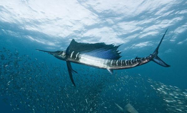 Saatte 110 km'ye kadar ulaan hzyla dnyann en hzl bal nvann tar.   Yelken balnn yakalanmas bu yzden ya tesadfen gerekleir, ya da balk hasta olduu iin...
