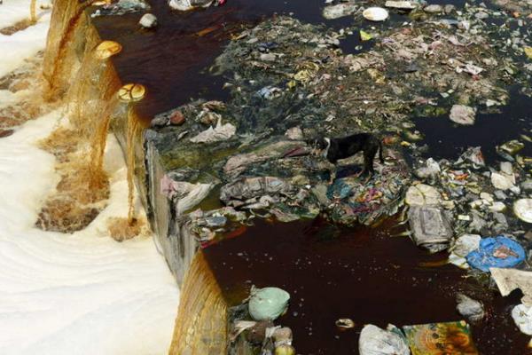 Kayp bir kpek Dnya Toprak Gnnde kirli sularda dolarken