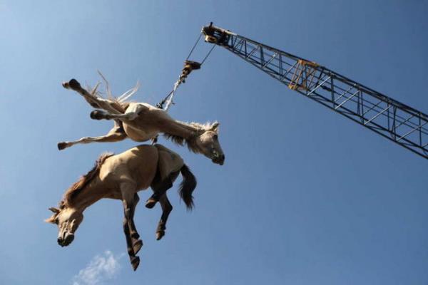 Endonezya'da atlar kargo grevi gryor.