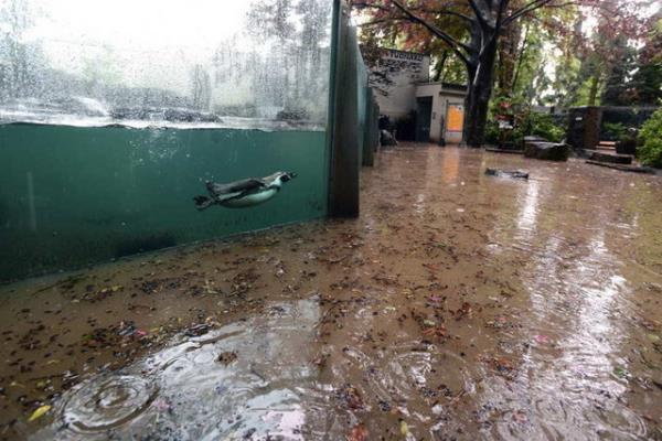 Prag Hayvanat Bahesi'nde bir penguen getiimiz yaz, ehrin sel ticari blgelerini gzlemlemek iin bir akvaryumun iinde tutuldu.