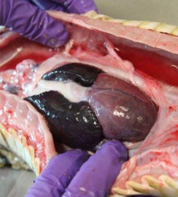 Fotorafta grlen ise pitonun 3 blmden oluan kalbi...