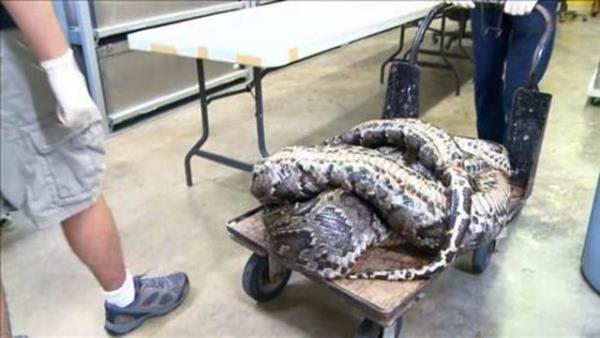 Florida niversitesi'nde grevli aratrmaclar tarafndan otopsi yaplmak zere hazrlanan 3 metrelik piton masaya bile zor sd.