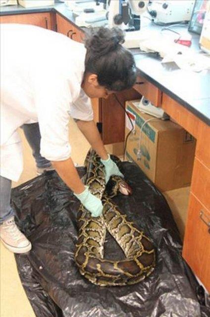 Pitonlarn zellikle sindirim sistemleri inceleniyor.