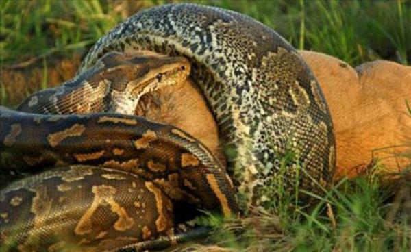 Bir antilopun sindirimi bazen bir haftay geebiliyor.