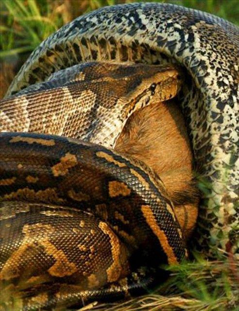 Ylan, sindirimden sonra aylarca, hatta bir yl yemek yemiyor.